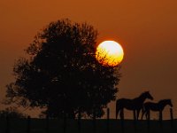 Pferdekoppel im Sonnenuntergang.jpg